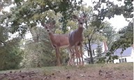 Beachwood City Council approves partnering with two neighbor cities for combined deer culling
