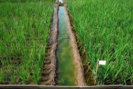 Sambalpur Gets New Lift Irrigation Schemes Worth Rs 211.87 Cr
