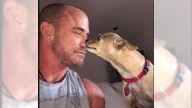 When addiction recovery means leaving a pet behind, this Palm Springs nonprofit steps in