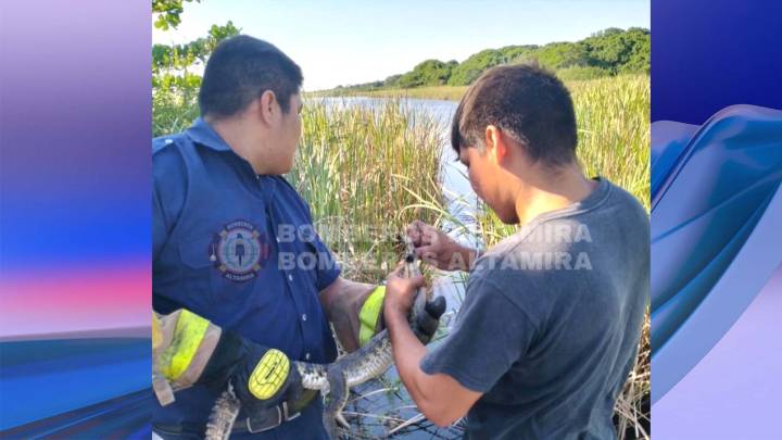 Capturan Cocodrilo en Clínica del IMSS en Tamaulipas