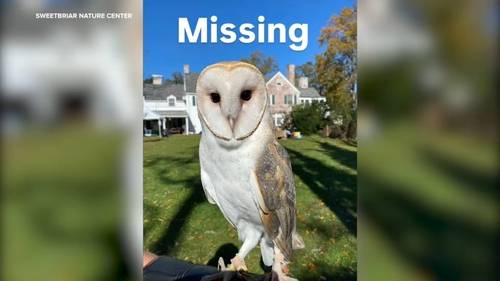 Have you seen her? Sweetbriar Nature Center on Long Island searching for owl that flew away from handler