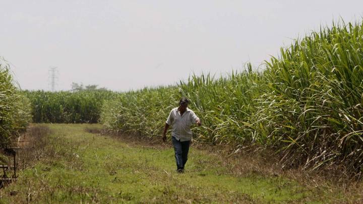 ‘La caña no está acabando el agua subterránea”: Asocaña le responde a la ministra (e) Irene Vélez