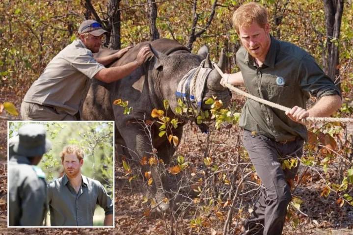 Charity linked to Prince Harry loses mandate to manage wildlife reserves in Chad