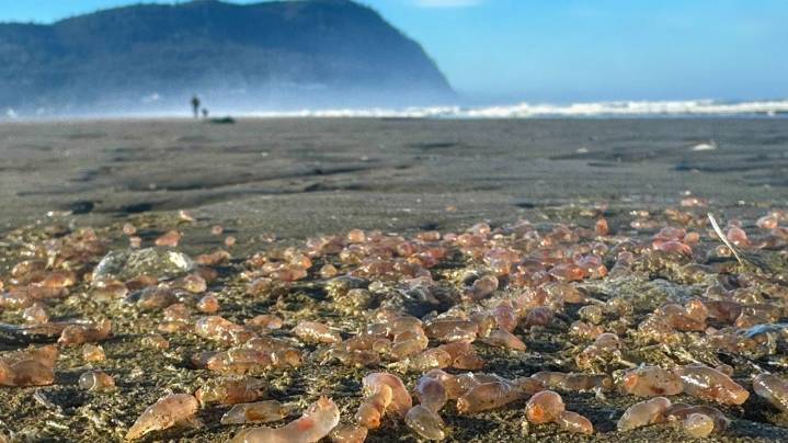 Thousands of 'skin-breathing' sea cucumbers left stranded on Oregon Coast beach