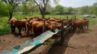 Brahaman colorados y búfalos buscan ganarse un lugar en el plato de los misioneros