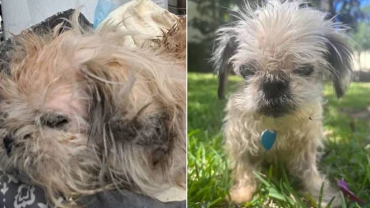 Florida Police Rescue Neglected Dog, But What Her Microchip Reveals Breaks Everyone’s Heart