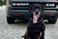 Chelan County Honors K9 Ruben’s Final Patrol