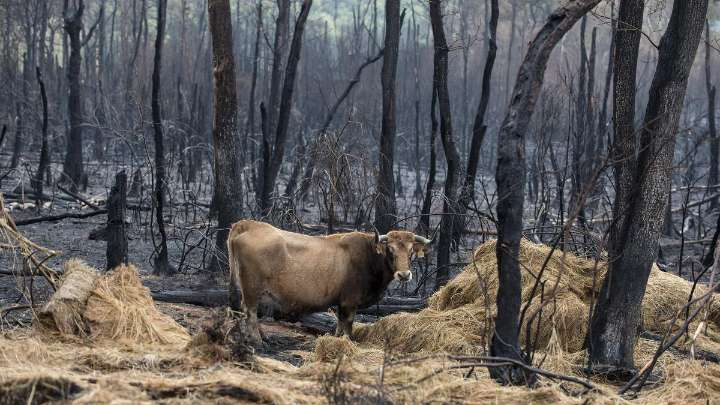 El Gobierno activa las ayudas a los agricultores afectados por los incendios: de 1.500 a 16.000 euros