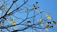 Fall 2025: Identifying nuts and acorns during autumn color changes