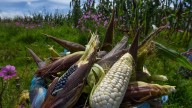 La UNTA convocará a una gran marcha nacional campesina hacia la CDMX el 10 de noviembre