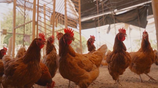 Bird is NOT the word— backyard chickens no go in Bismarck