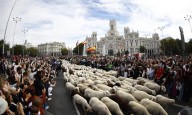 Un rebaño de 1.300 ovejas y cabras reivindica la trashumancia en el corazón de Madrid