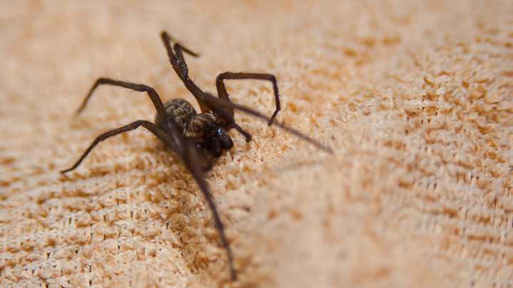 Heed This Warning After Vacuuming Up A Spider