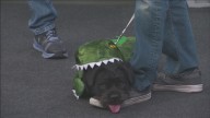 Pet of the Week: Otter Pop