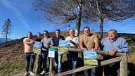 Cangas del Narcea elegirá a sus mejores vacas este fin de semana: el certamen cuenta con 400 animales inscritos