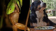 10 Everyday Smells That Secretly Invite Snakes Into Your Home