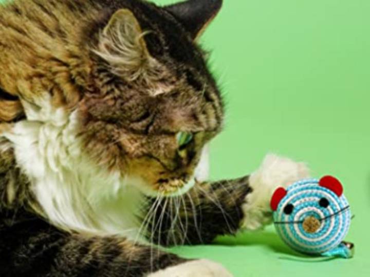 Pet Parents Claim Their Lazy & Picky Cats Are ‘Obsessed’ With This $7 Catnip