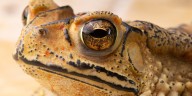 Los sapos tóxicos tienen su origen en Sudamérica y ahora invaden ecosistemas de todo el mundo