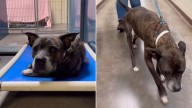 The Heartbreaking Truth Uncovered After Arizona Shelter Saves 12