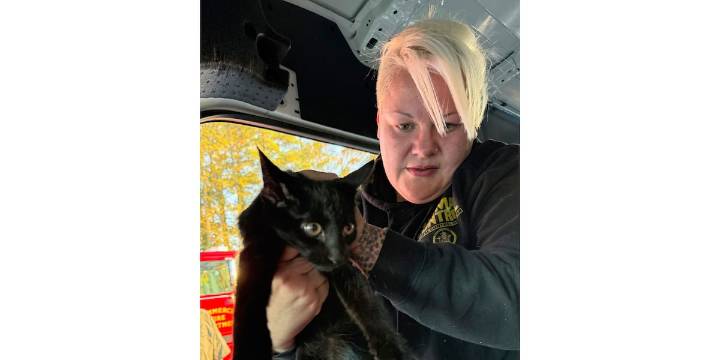 Rescue cats headed to Vermont shelter mixed up in Georgia car crash