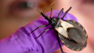 Chagas researchers argue U.S. health officials should upgrade the disease’s classification