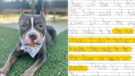 In South Carolina, A Dog Is Abandoned At A Shelter Gate With A Heartbreaking Request