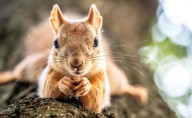 ¿Qué comen las ardillas? Conoce los alimentos que son nutritivos para ellas