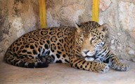Sigue sin aclararse muerte de jaguar en zoológico La Reina de Tizimín