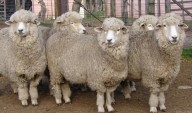 Puno: Llamativa compra de 10 ovejas a medio millón en Pradera