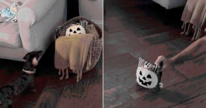Mini Dachshund’s 'Terrified' Reaction to Halloween Pillow Leaves Millions Laughing