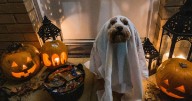 Dulces y mascotas: los peligros ocultos que acechan durante Halloween, lea recomendaciones