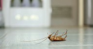 Cómo matar cucarachas con métodos caseros: guía práctica y económica