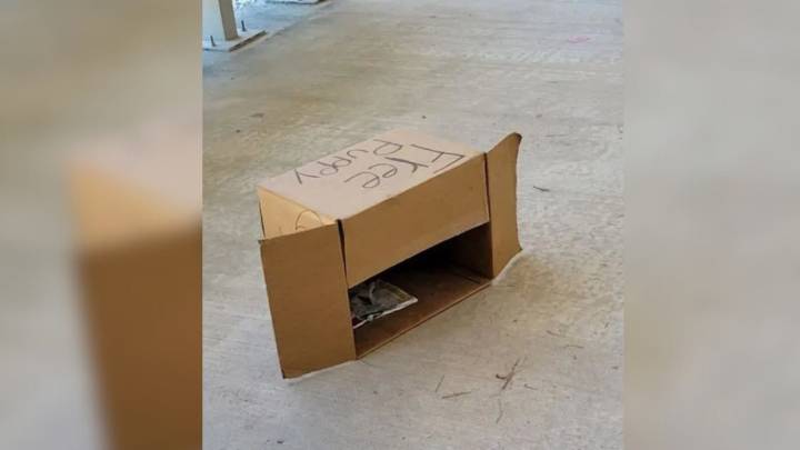 Texas Puppies Are Found Weak And Alone After Being Left With A Single Word: “Free”