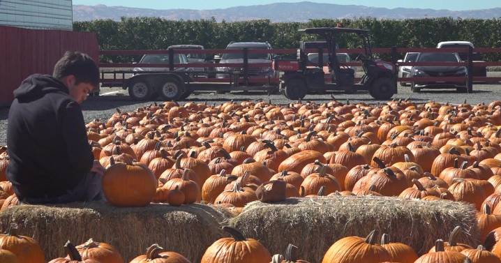With rain on the horizon, San Joaquin County pumpkin farmers prepare for storm