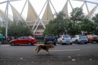 Stray dogs attack coaches from Kenya, Japan at Delhi's Jawaharlal Nehru Stadium