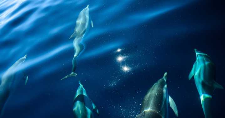 Scientists Think Climate Change Is Causing Alzheimer’s-Like Brain Damage in Dolphins