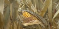 Harvest wrapping up for some farmers across Iowa