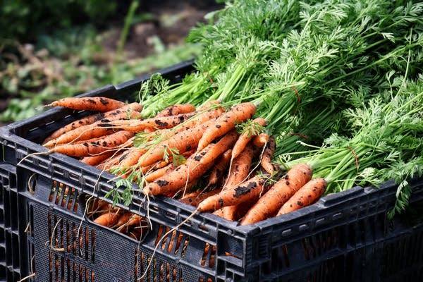 Minnesota families struggle to find food options