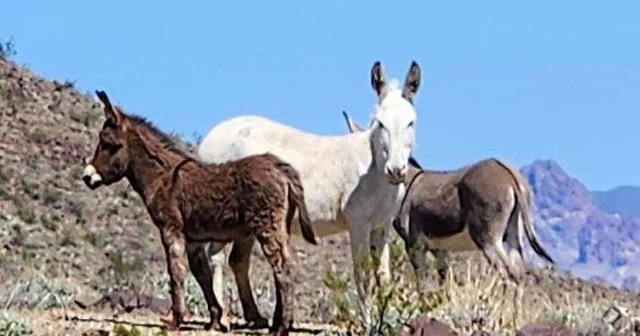 Report: Wild donkeys damage saguaros, other plants vital for the desert ecosystem