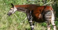 Meet Asili, an 8-year-old endangered okapi expected to give birth later this year