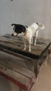 MÉRIDA | Confirman caso de gusano barrenador en perro de compañía