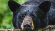 Are there more bears in Hudson Valley during the fall? What to do if you see one