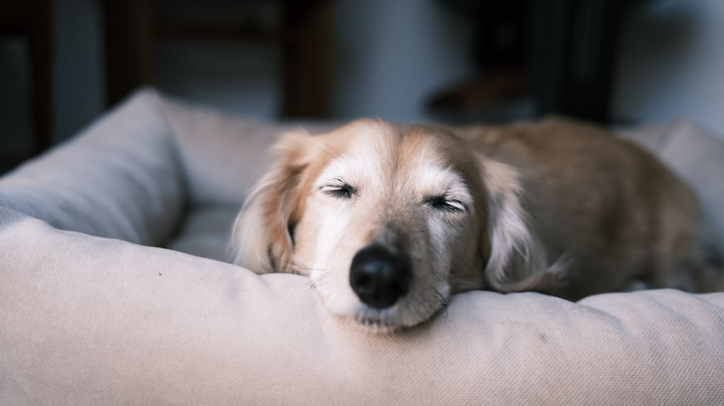 Que significa que tu perro llore mientras duerme, según los especialistas
