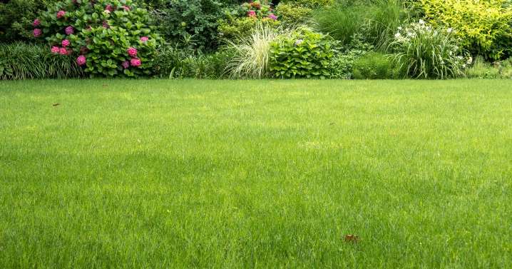 Feed your lawn 1 thing in October to make it turn a 'deeper green' colour