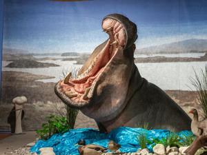 Hippos live alongside mammoths and woolly rhinos during last Ice Age