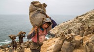 El día que las potencias propiciaron el fin del monopolio del guano peruano