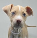 Essential weather protection for your dog this season: Adoptable Pets, Oct. 18