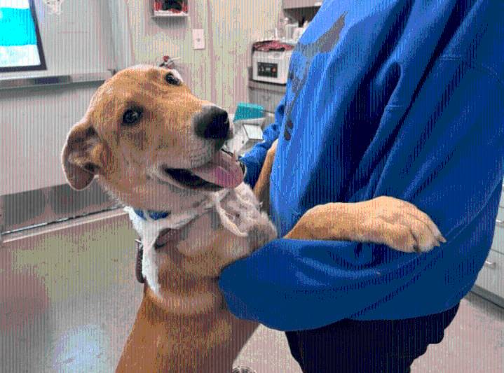 County of San Diego seeks owner of puppy with severe collar injury