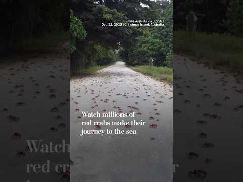 Watch millions of red crabs make their journey to the sea