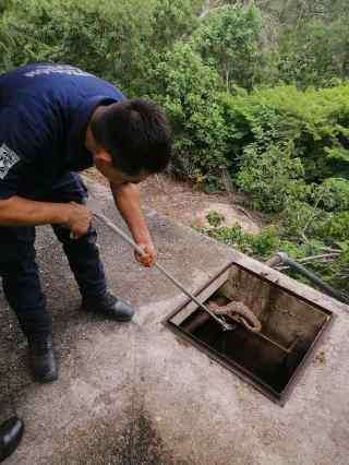 Rescatan a boa constrictor en Huatulco